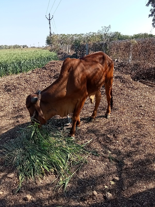 વાછડા વેચવાના છ...