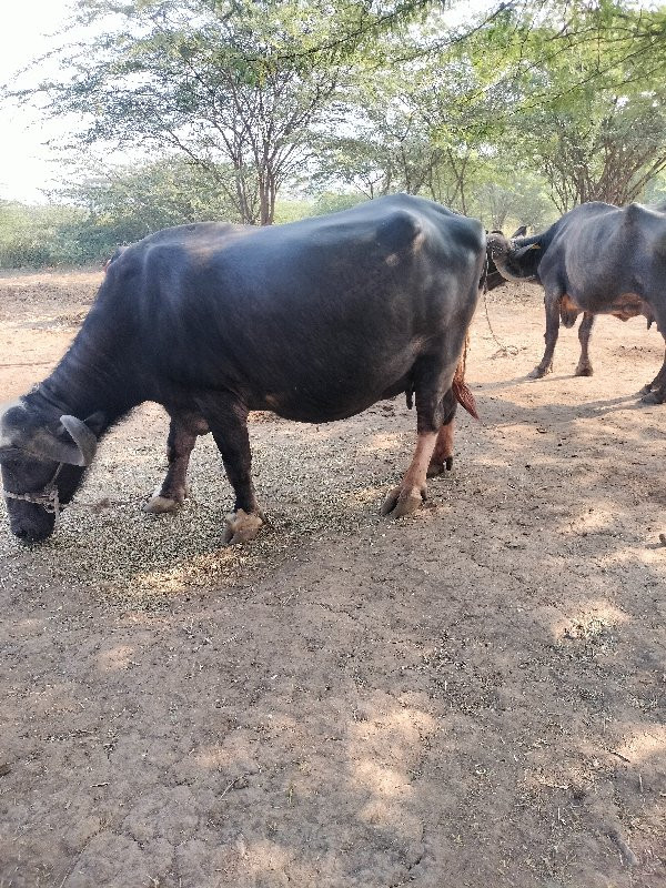 ભેંસ વેચવાની છે