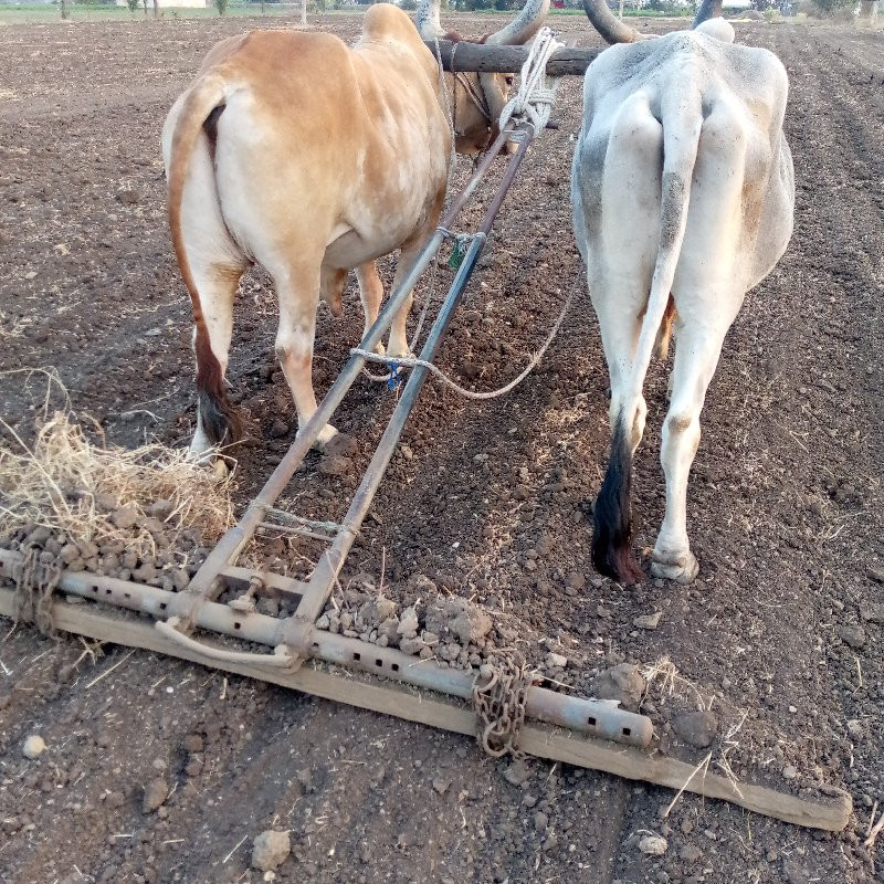 આ. બડદ.  વેચવાન...