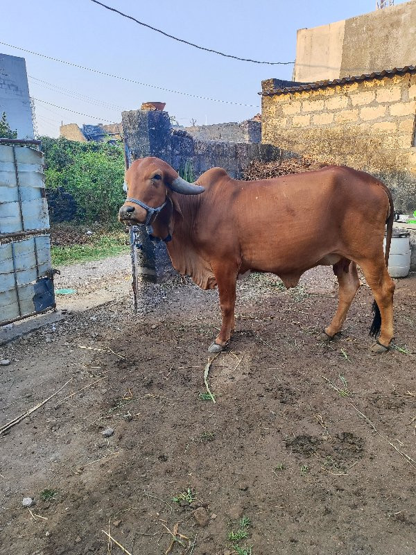 ગીર ગાય પેલુ વે...