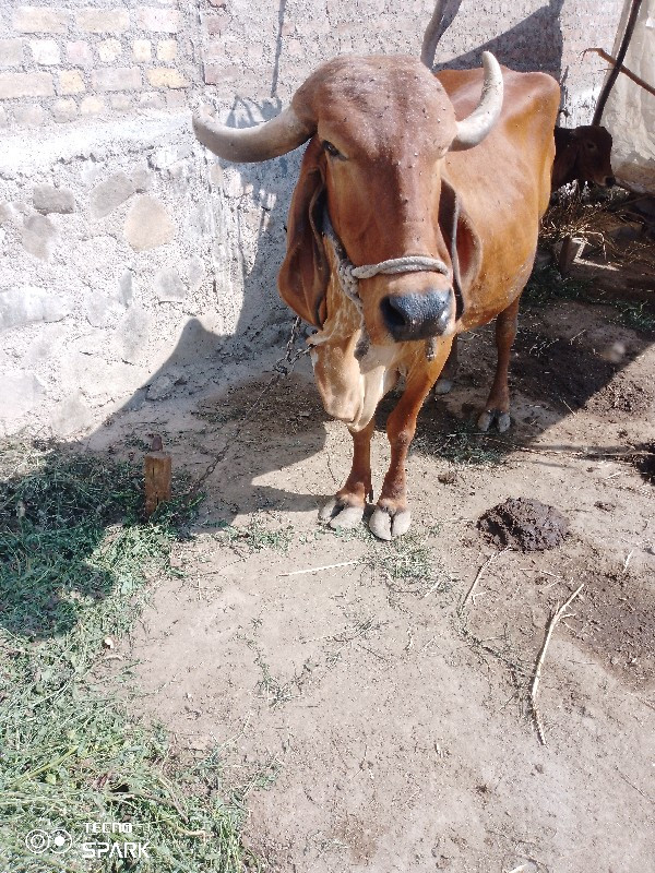 ગીર ગાય વેચવા ન...