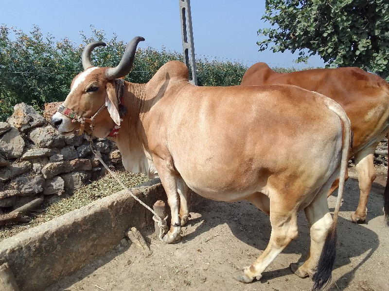 ગાય વેચવાની છે.