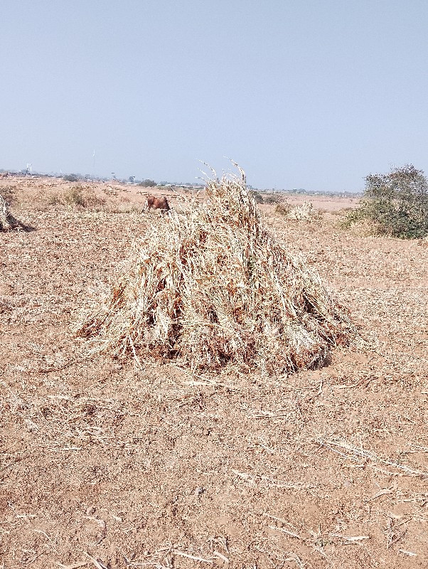 ધન વિજાની જાળ છ...