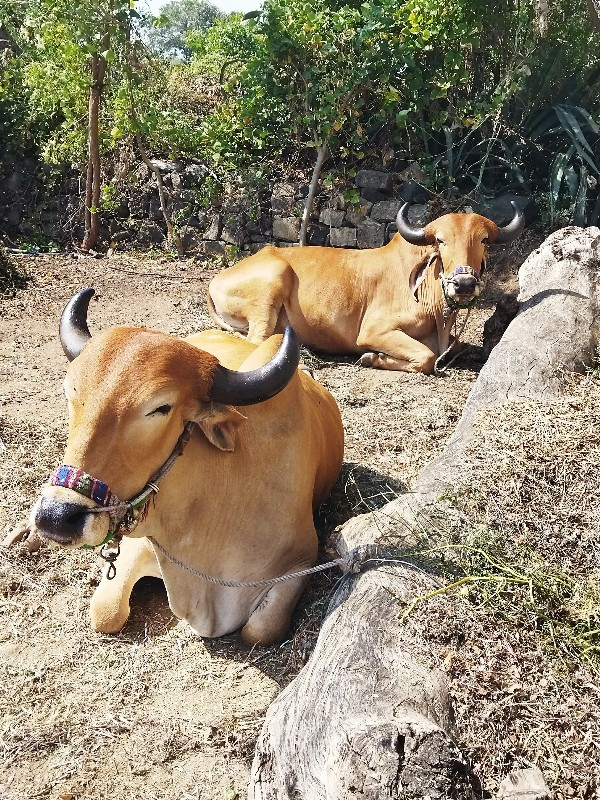 ગોઢલા વેચવાના છ...