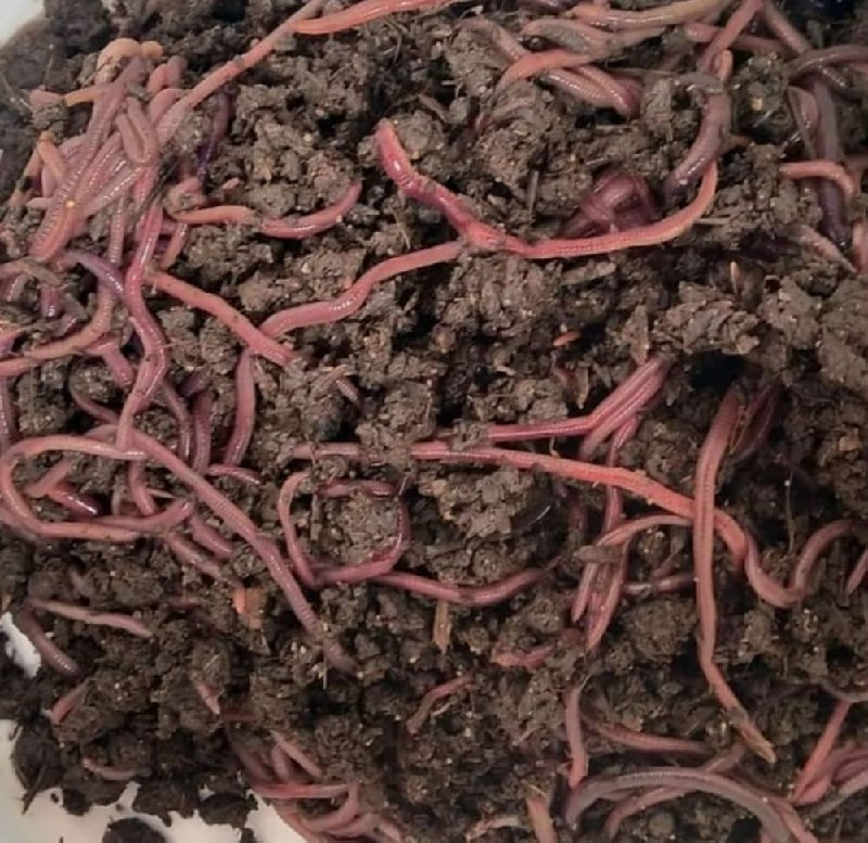 vermicompost (અ...