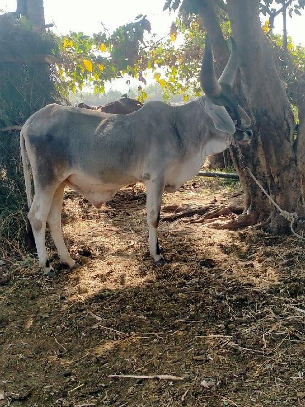 ગોધલા વેસવાના છ...