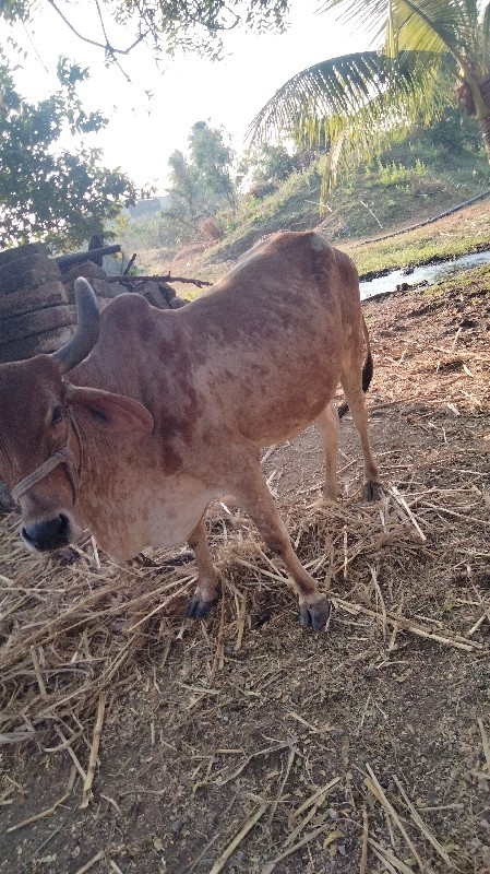 ગાય દેવા નીચે