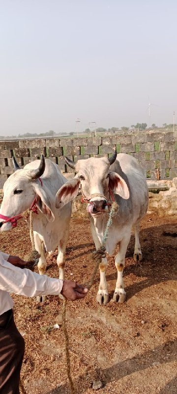 ગોધલા    વેચવાન...