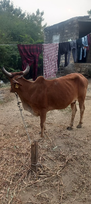 ગાય વેચવાની છે