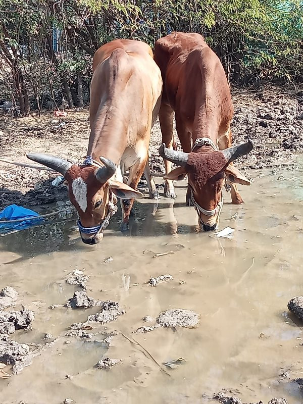 ગોઢલા વેચવાના છ...