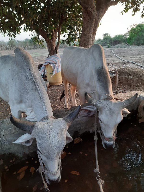 બળદ વેચવાના છે.