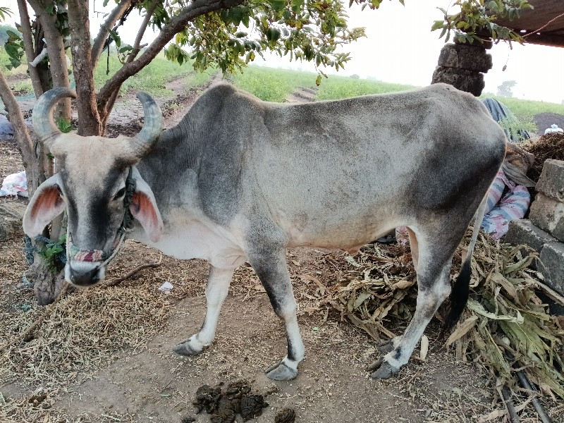 બળદ ગોઢલો છે બે...