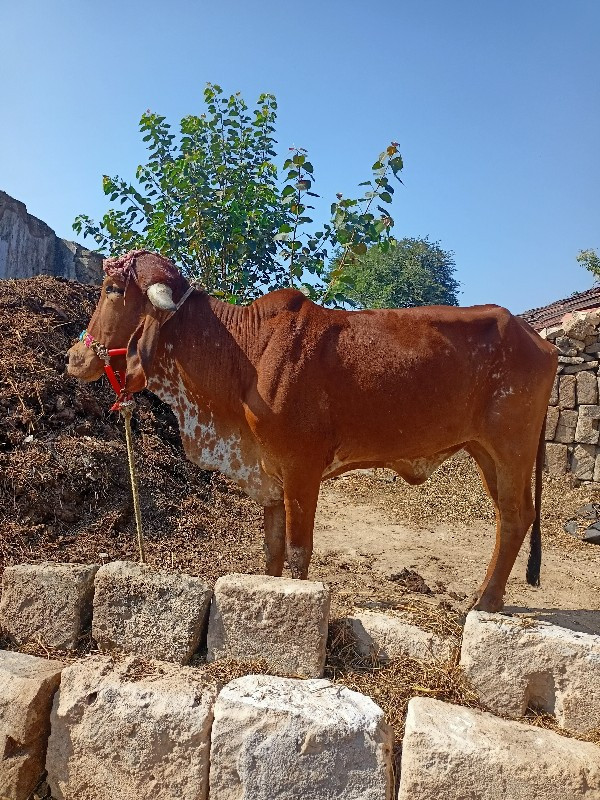 બે વાશળી વેચવા...