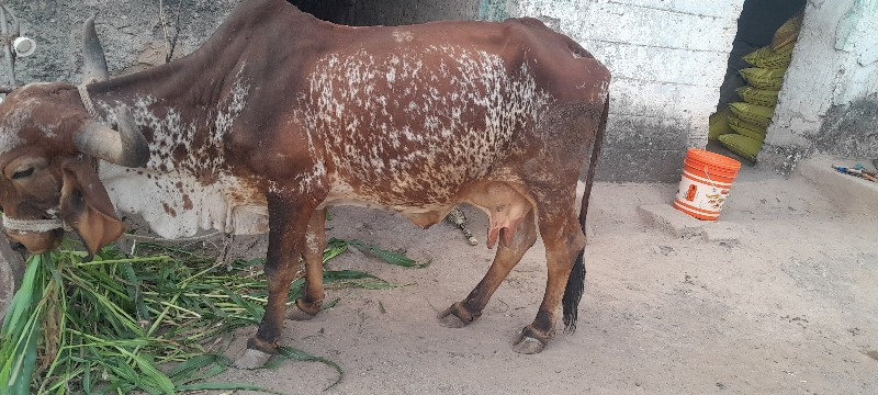 ગાય