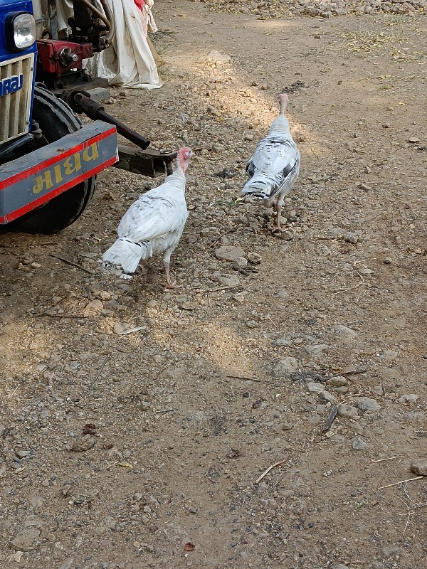 ટર્કી ફિમેલ વેચ...