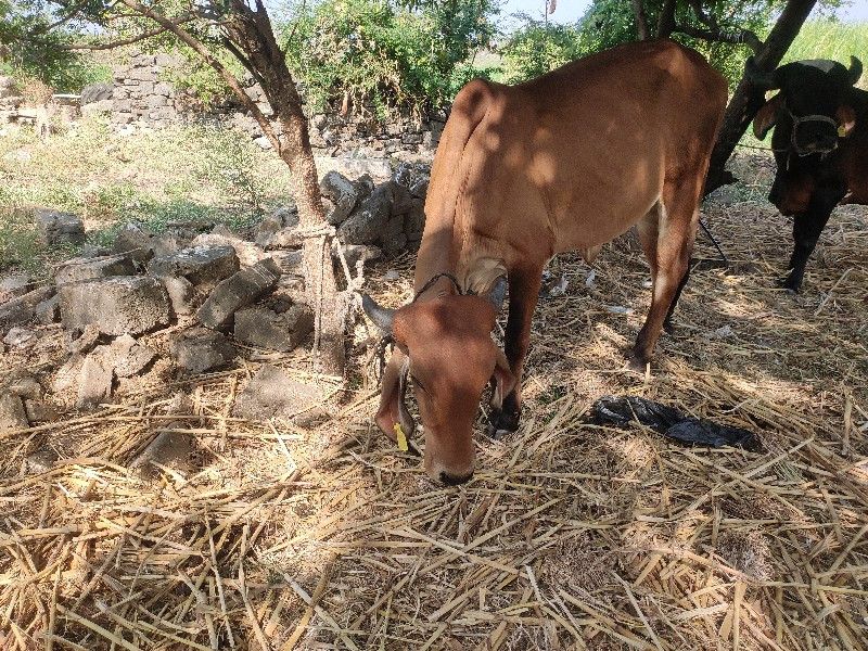 ગીર ગાય ની વાસડ...