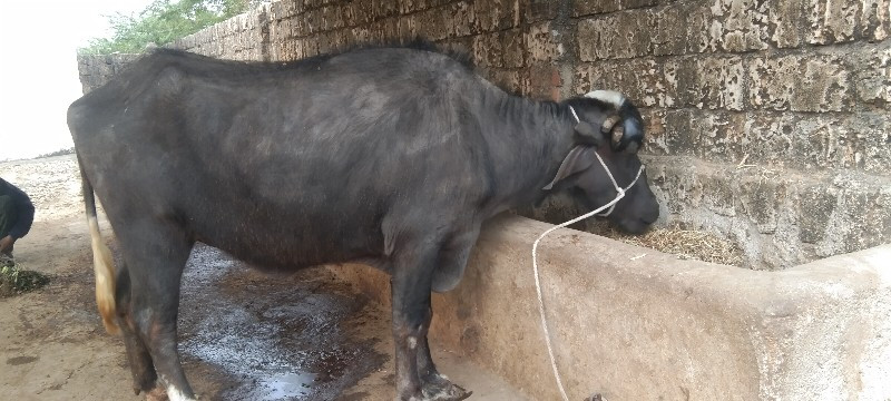 ખડેલી વેચવાની છ...