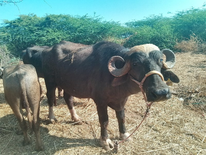 ભેસવેચવાનિસે