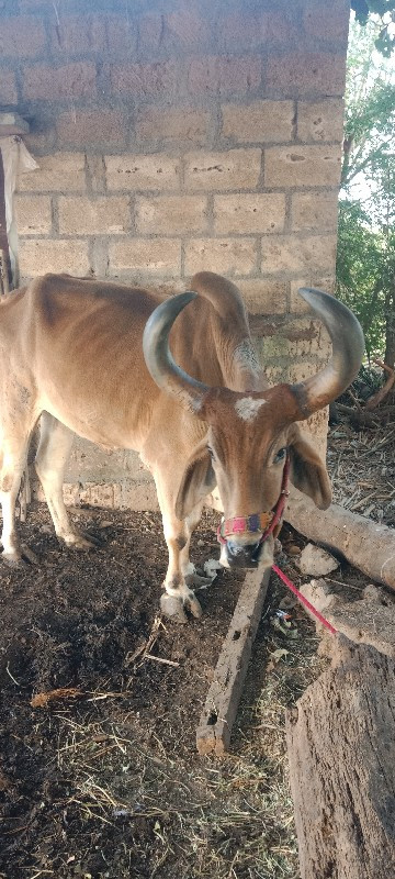 બળદ વેસવાનો છે