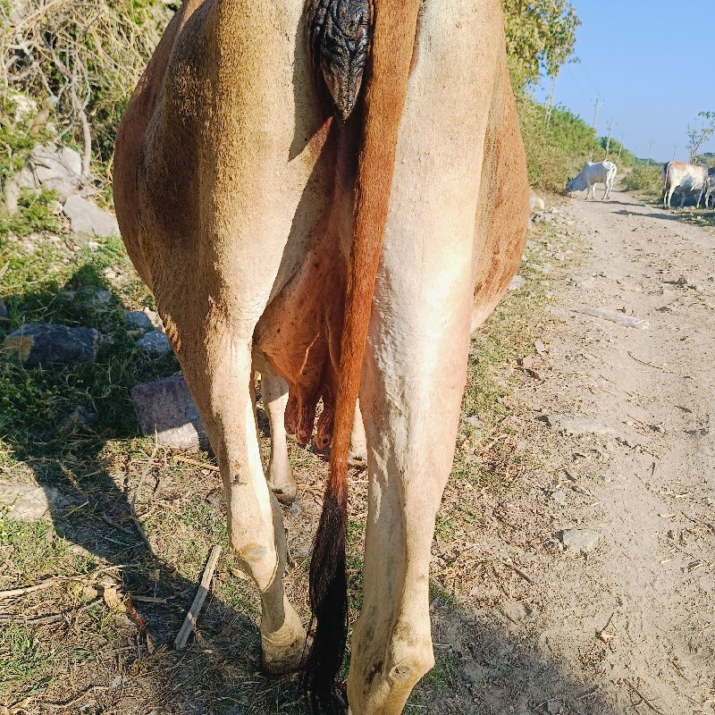 ૯ ગાયો વેસવાનીસ...