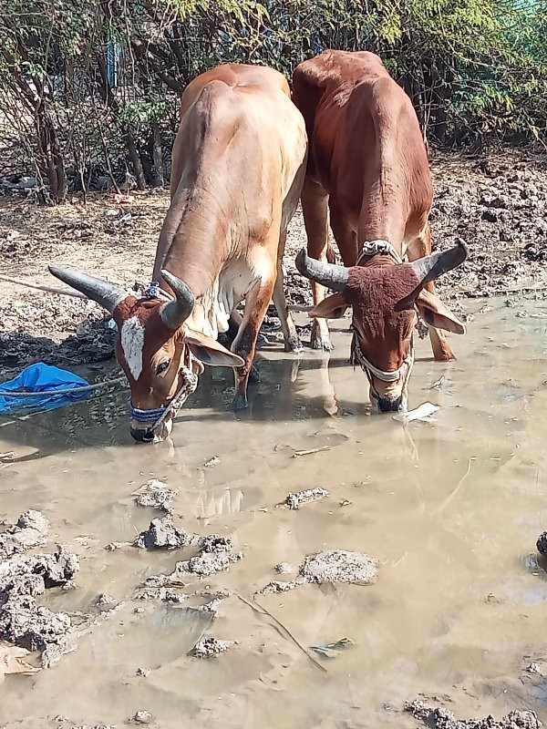 રીયલ બીપી