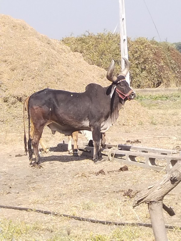 ગોઢલો વેચવાનો છ...