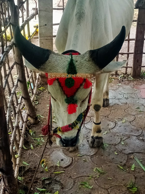 ગોઢલા