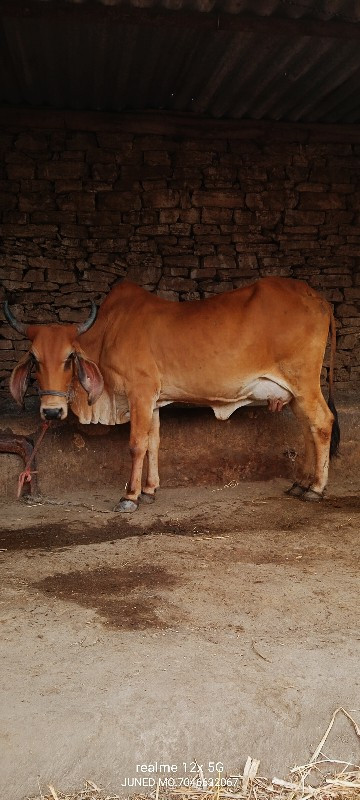 ગાય વેચવાની છે