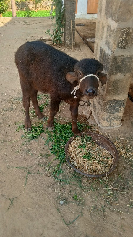 ભેશ વેચવાની છે