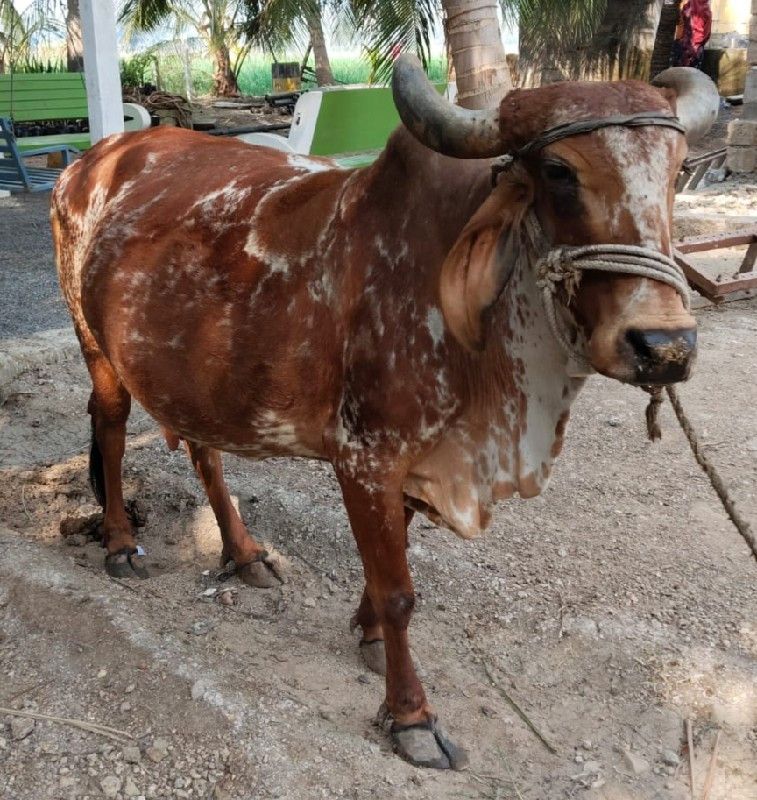 ગાય વેચવાની છે.