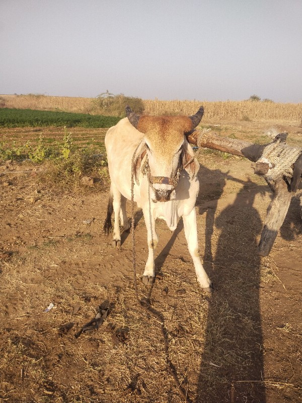 બડધવેચવાનુછે......