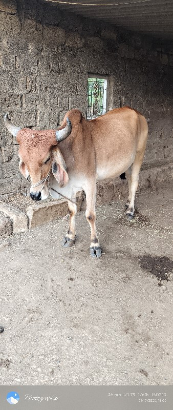 ગોઢલો લેવા નો છ...