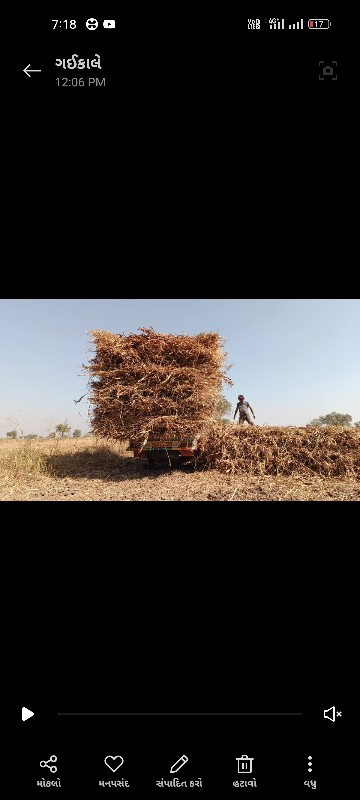 શુંકી.જુવાર.