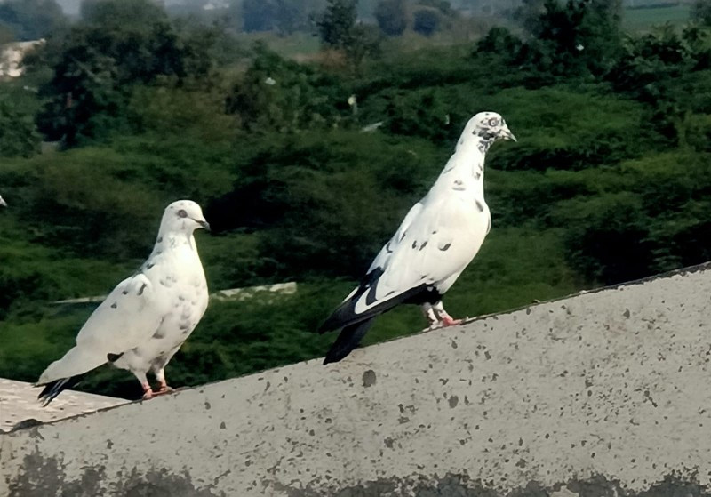 કબુતર ના લોસ્ટ...