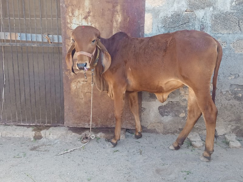 ગિર વાછડી