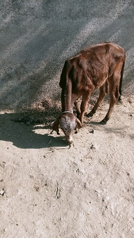 વાચડી