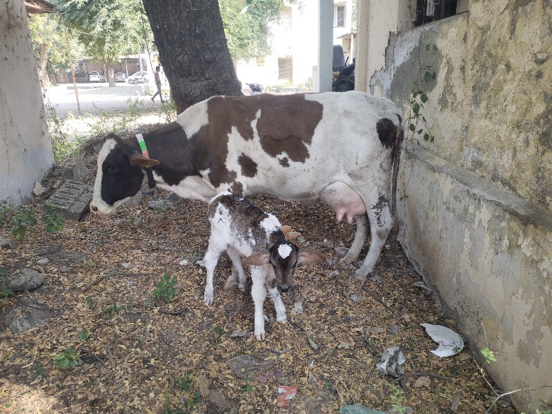 બીજુ વેતર..૧૦ લ...