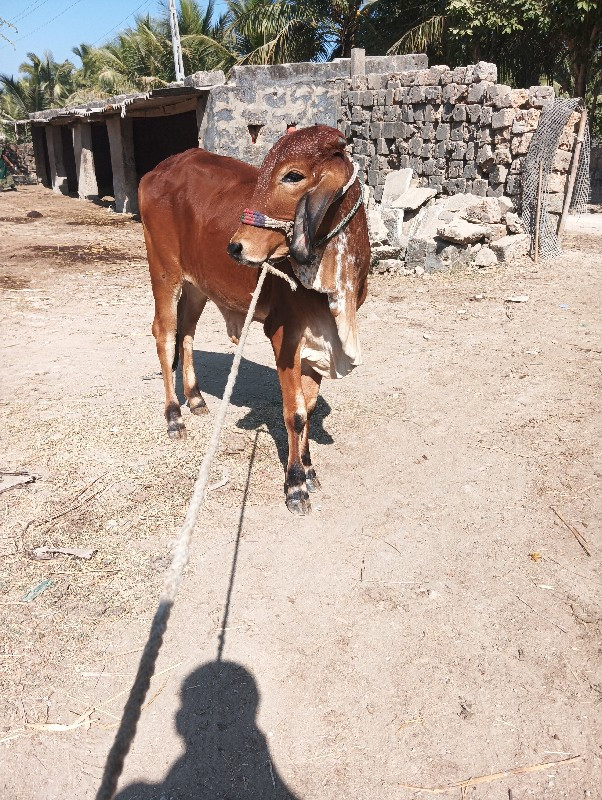 વાસળી વેચવાની છ...