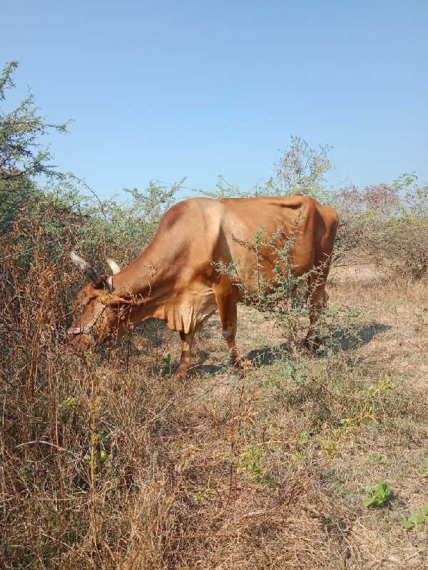 એસબ ગાય વેશવાની...