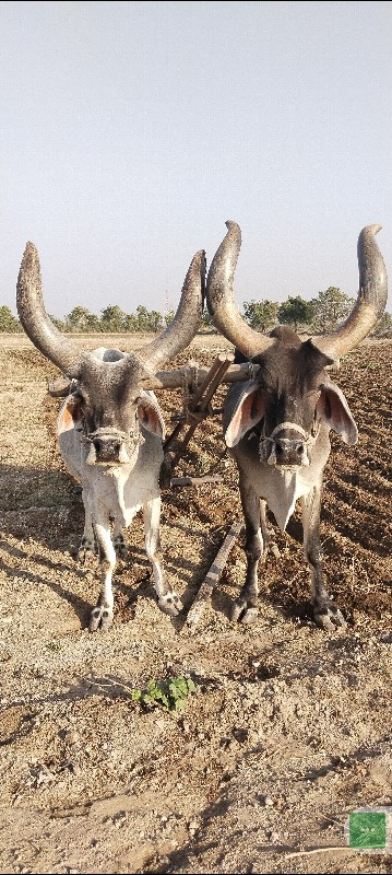 બરધ વેચવા ના છે...