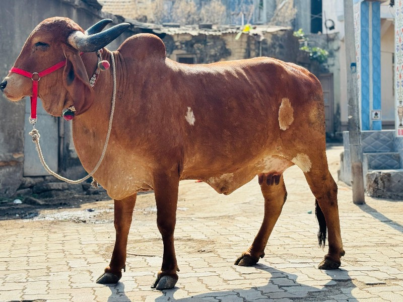 ગાય વેચવાની છે