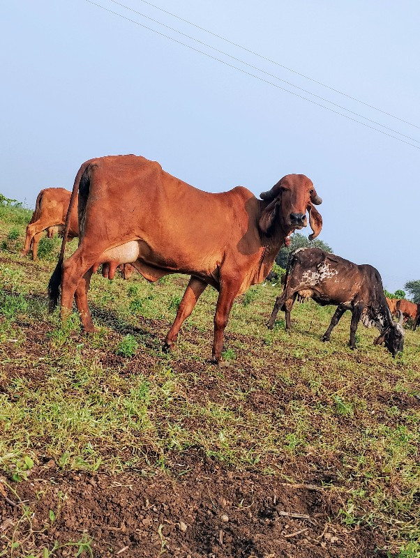 ગાય પેશવાની છે