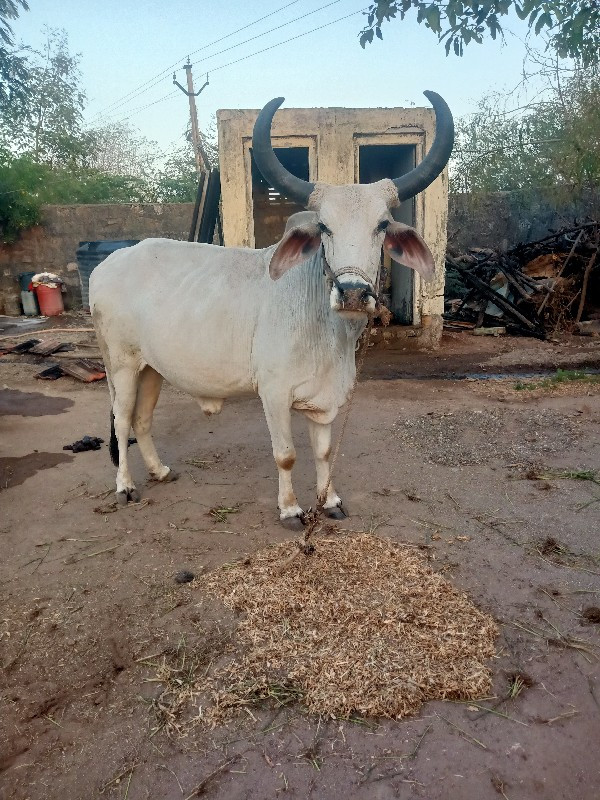 શક્તિ ગાડામાં ચ...