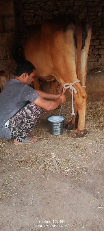 ગાય વેચવાની છે