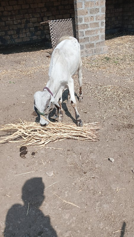 ગીર ખુટ વેશવનો