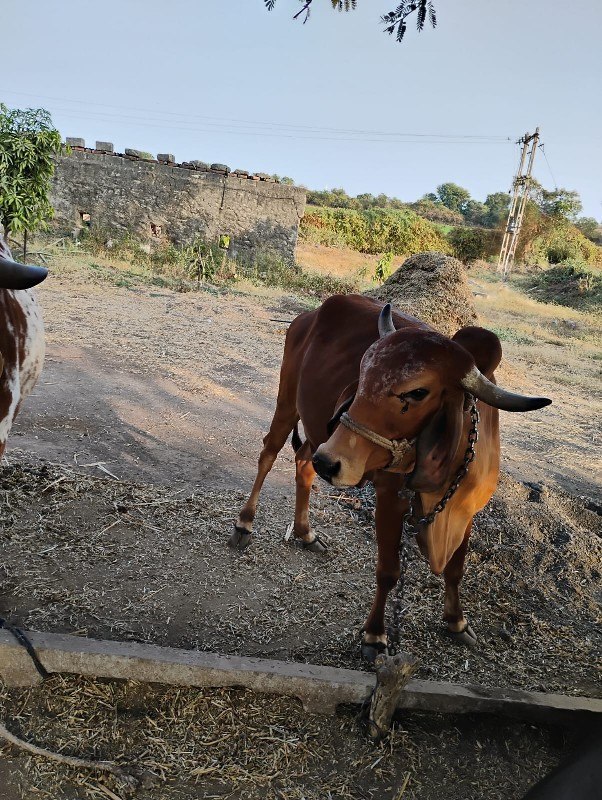 ગાય