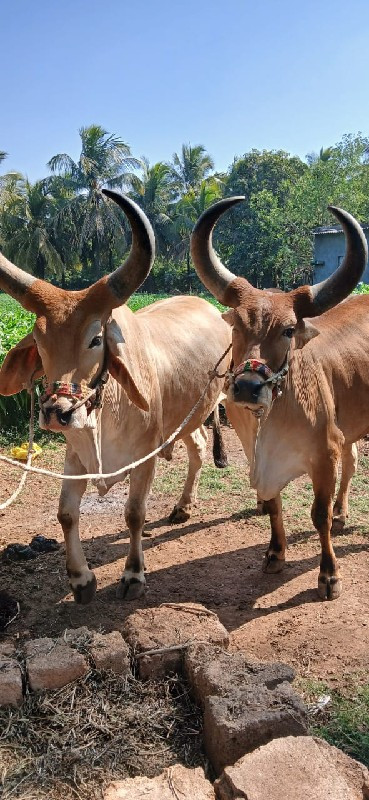 બળદ વેચવાના