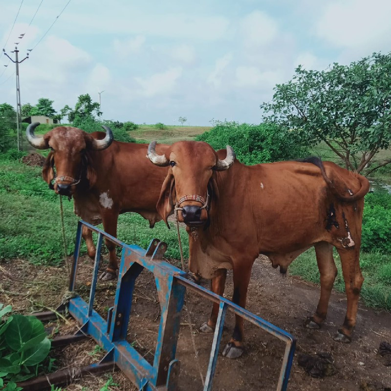 બળદ વેચવાના છે