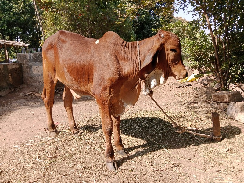 ગોઢલો