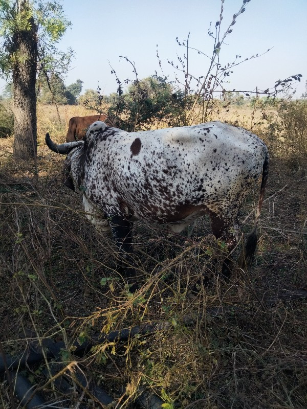 લિવડી વોડકી પેલ...